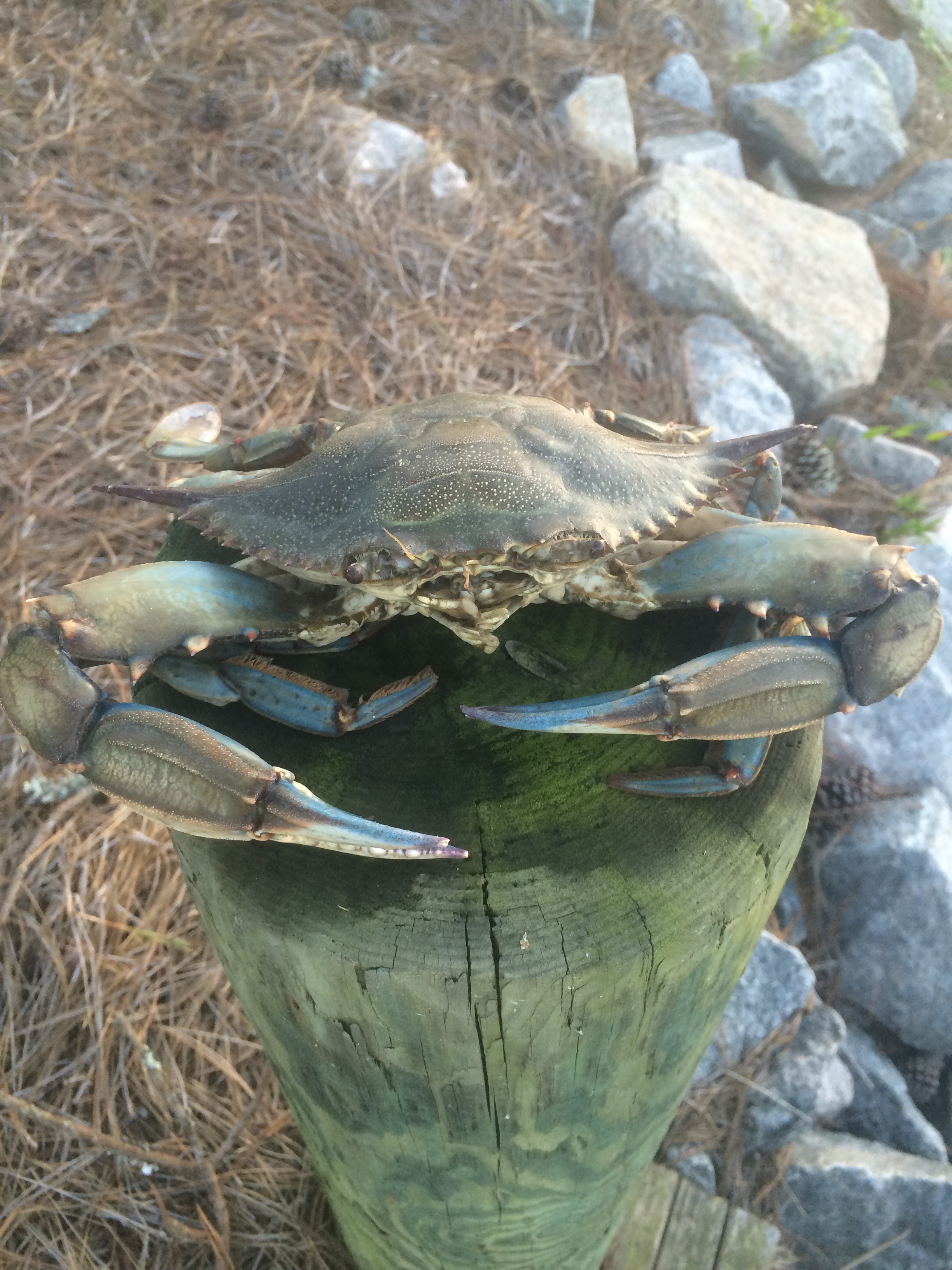 Crabbing off Docks